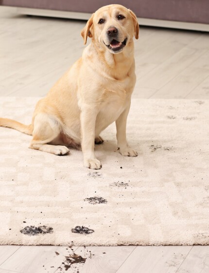 dirty dog on rug | Gilman Floors